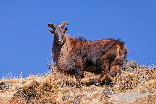 Himalayan tahr